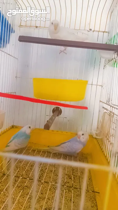جواز وحبات طيور