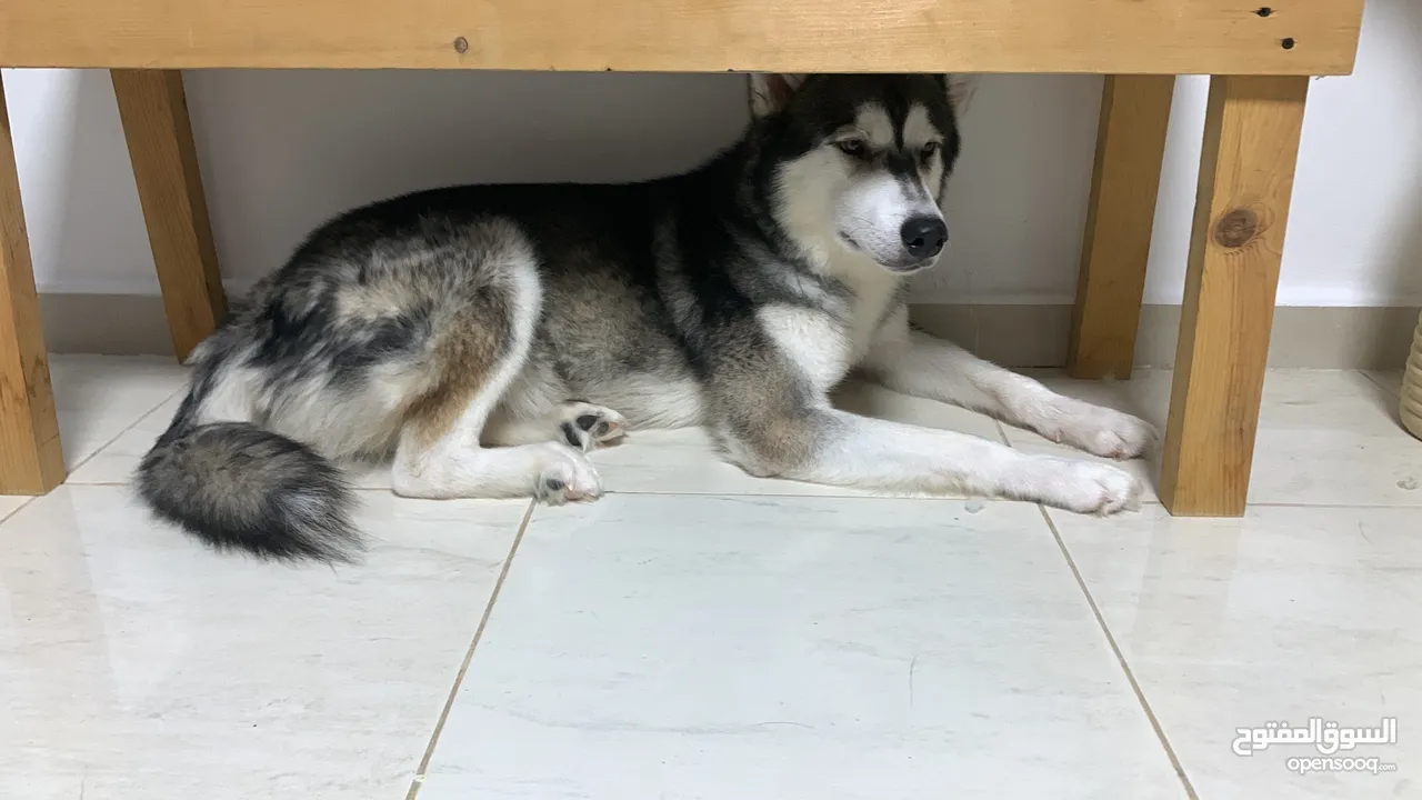 male siberian husky and femala alaskan kai breed