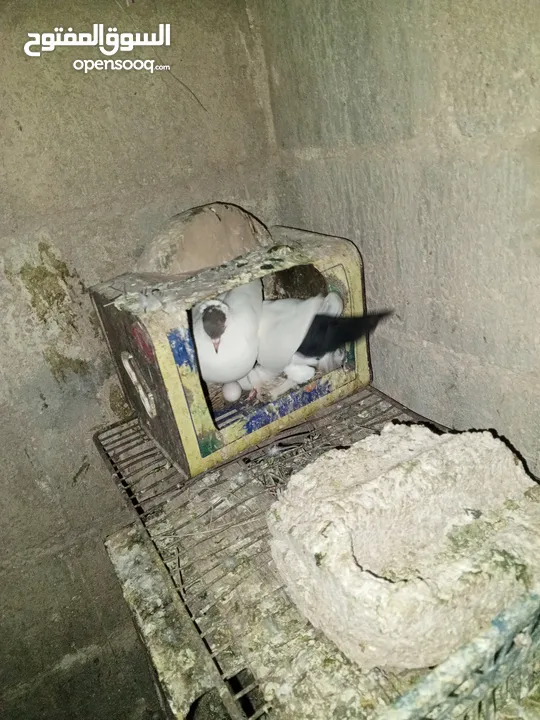 خم حمام اللبيع عشر جواز