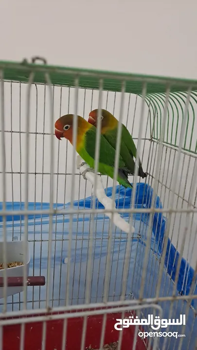 جوز طيور فيشر جاهزين بيع مستعجل
