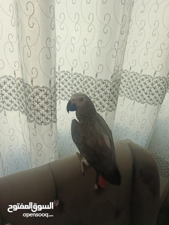 كاسكو دبل جامبو