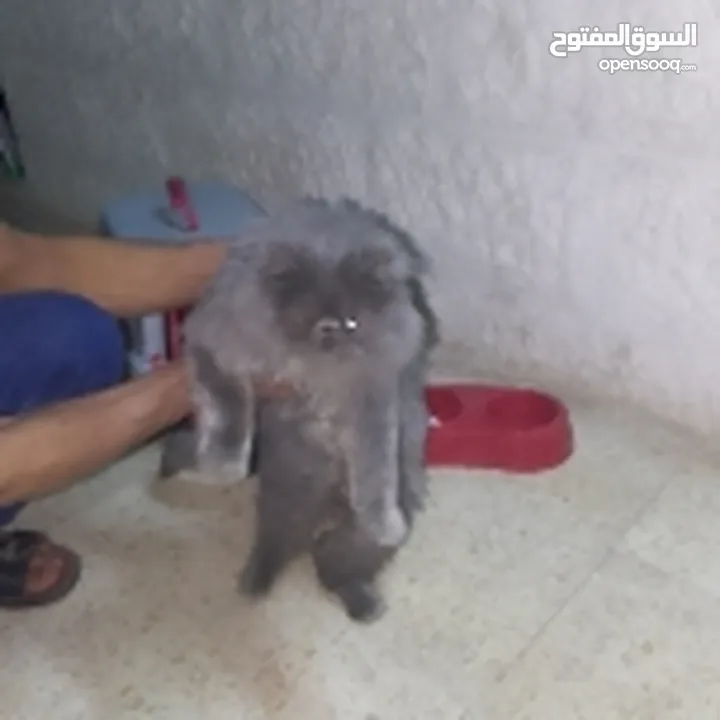 قطه للبيع مع كرت المطعوم