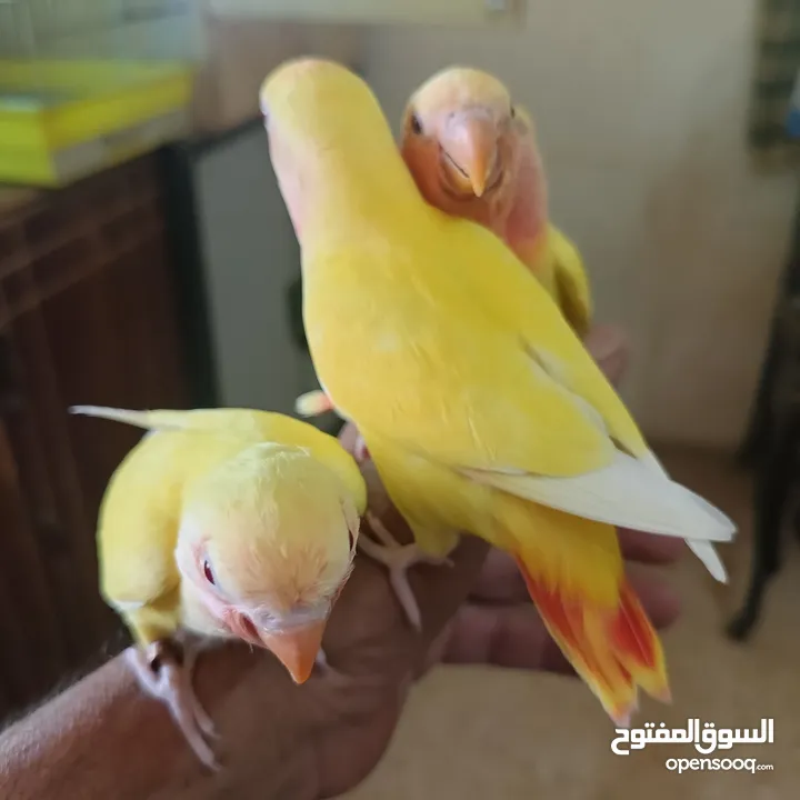 ماشاء الله لا قوة إلا بالله