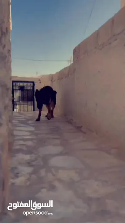 كلب جيرمن بيور عضم عريض مدرب حراسة أو شراسه ماخذ جميع المطاعيم