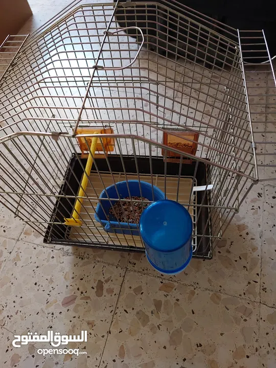 طائر كوكتيل للبيع