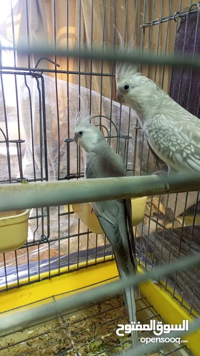جوز كوكتيل وايت فيس  حبات حجب سوبر جامبو مع قفص كاسكو كبير  حجم جامبو  بصلاه على النبي قابل للتفاوض