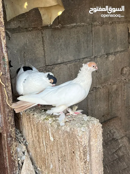 جواز بلونيات وجواز يهوديات
