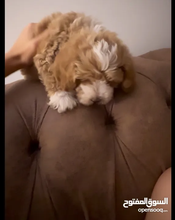 Toy maltipoo