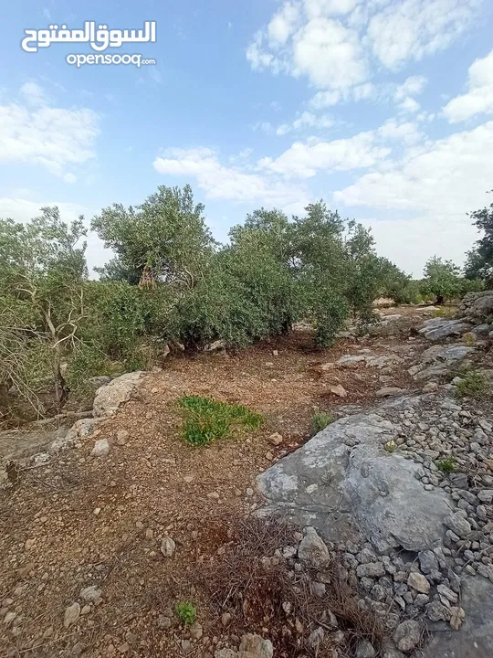 القبة الذهبية ارضي بلعا دير الغصون قرب بجورا