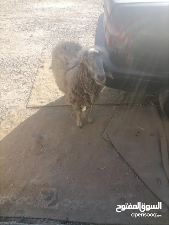 قرقير عدد إثنين للبيع