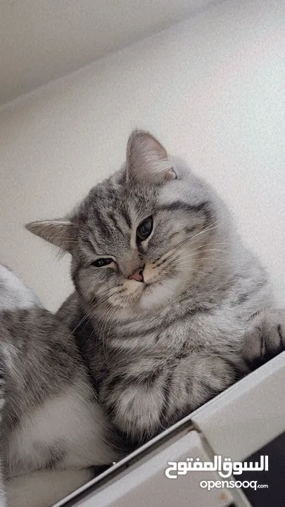 Available kittens for sale high quality breed Cats (Silver British breed & Scottish straight breed.)