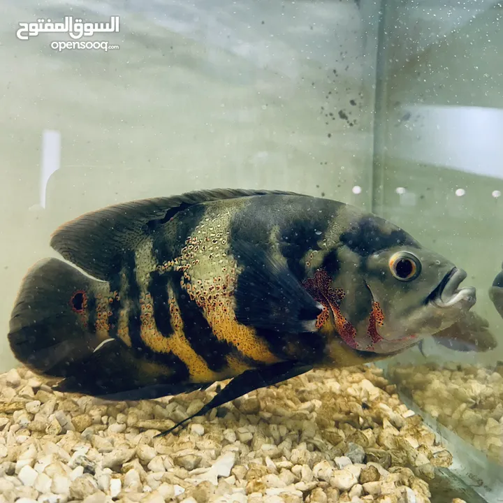 اسماك اوسكار المفترس