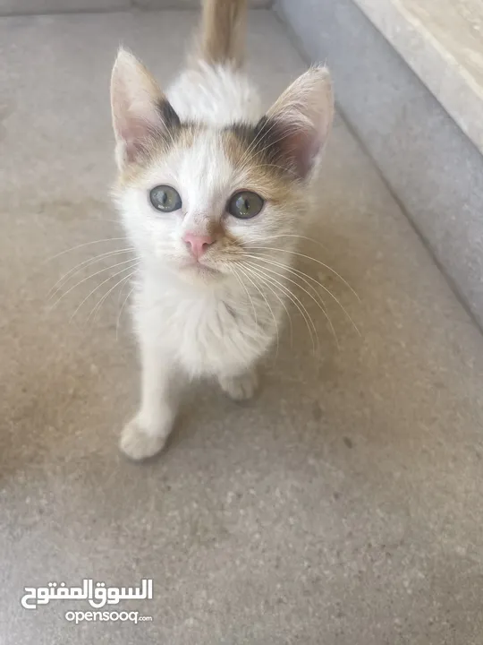 Kittens need home mom ran over by car -