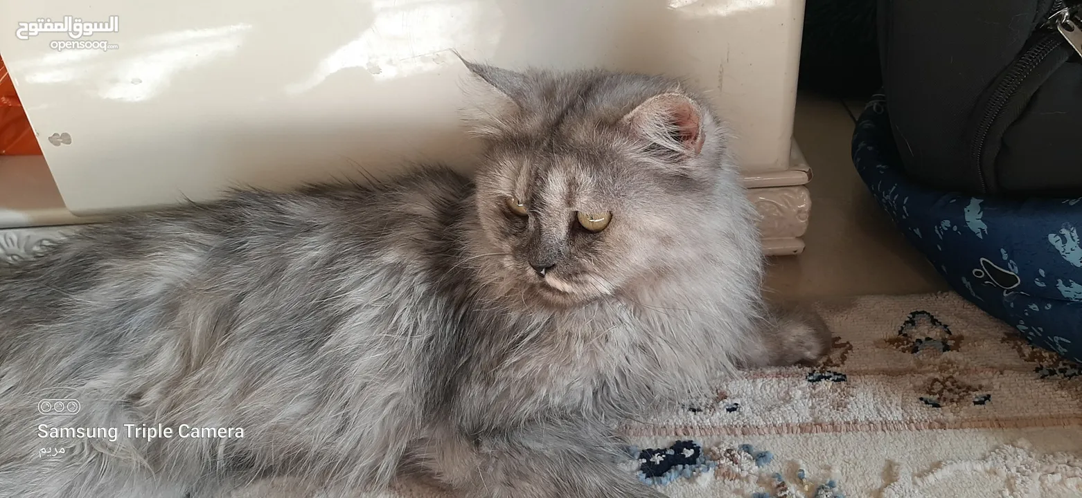 A female cat for adoption