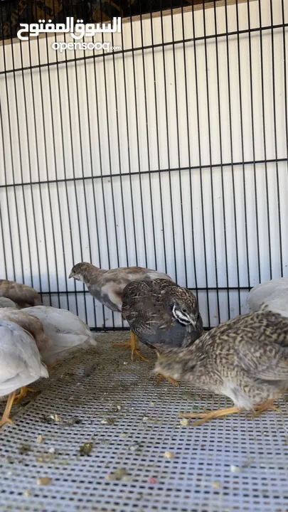 سمان ملكي / سمان صيني button quail  King quail