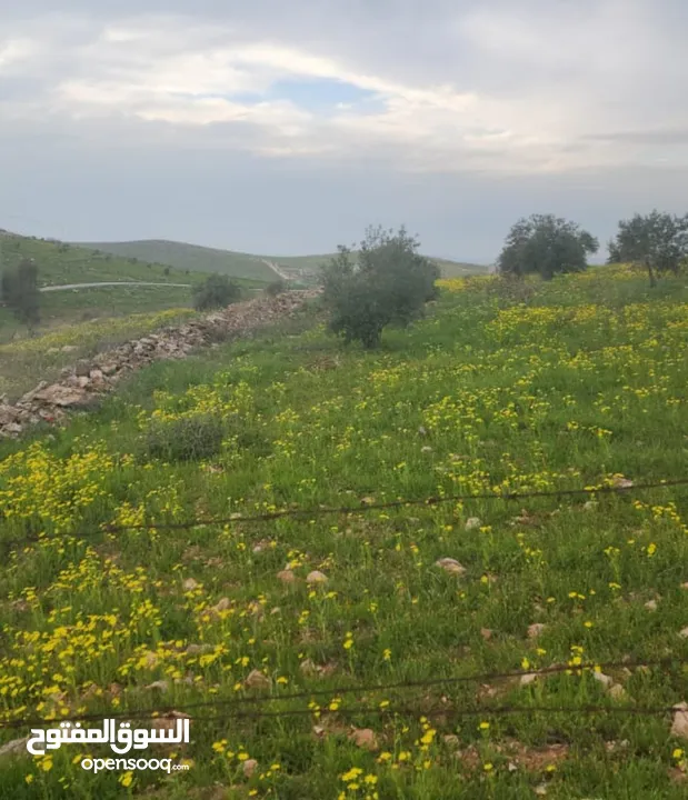 للبيع مزرعه 4.5 دونم في حمنانه المفرق ام حبل مخدومه