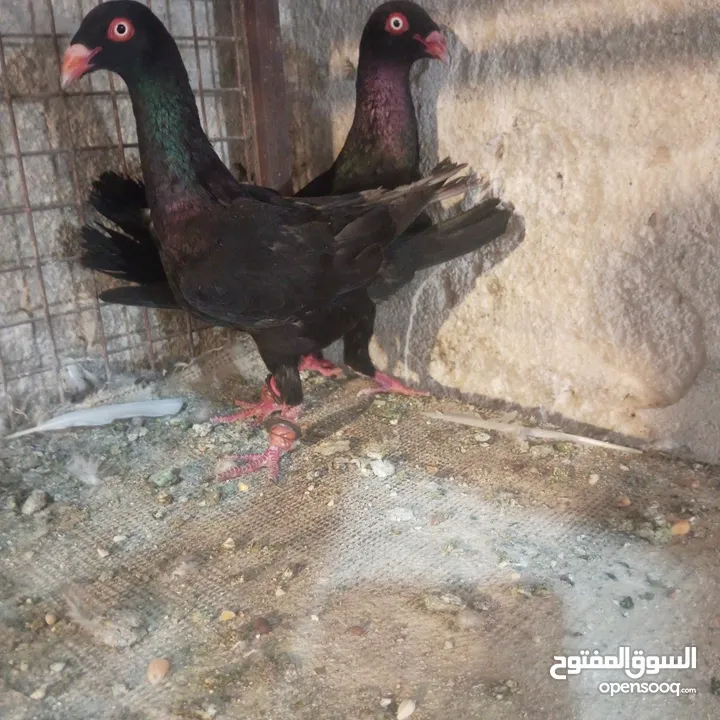 حمام للبيع