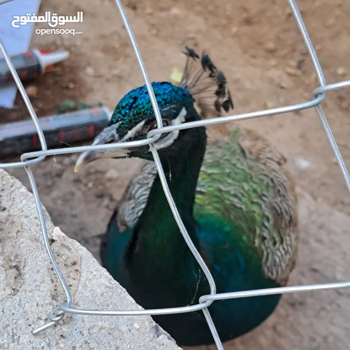 ذكر طاوؤس هندي للبيع