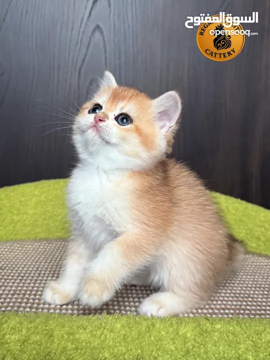 High-level British Shorthair kittens with pedigree