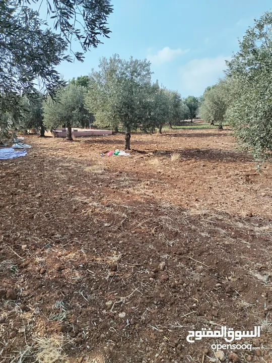 من أجمل قطع الرمان جميع الخدمات مشجرة