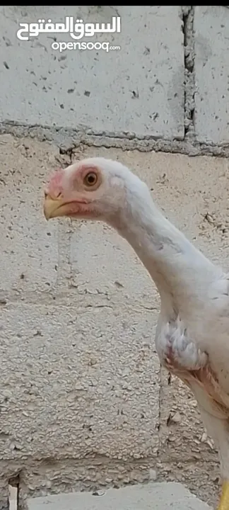 صيصان وديوك باكستاني