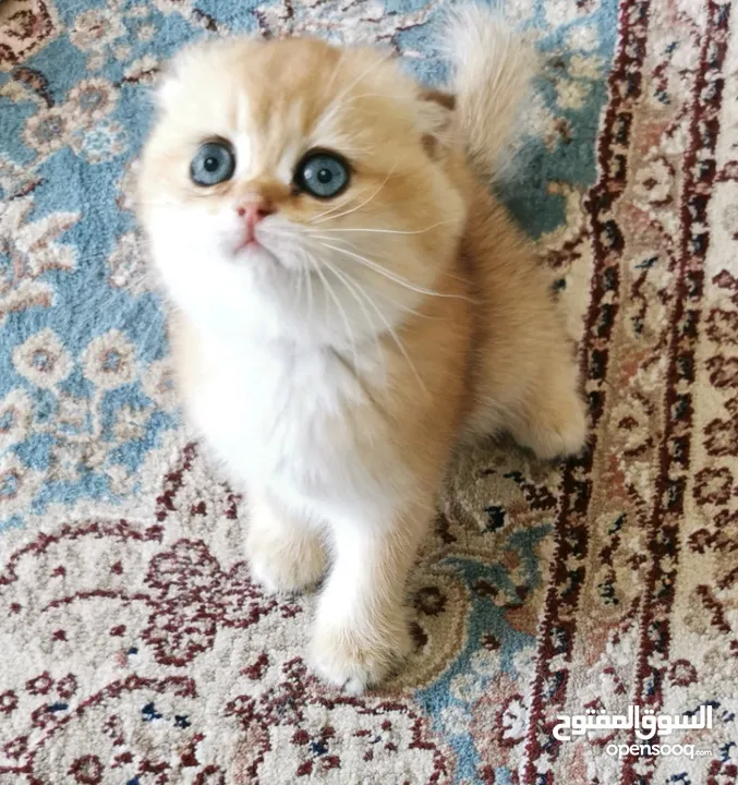 بيور سكوتش فولد جولدن شانشيلا Scottish Fold Golden chinchilla