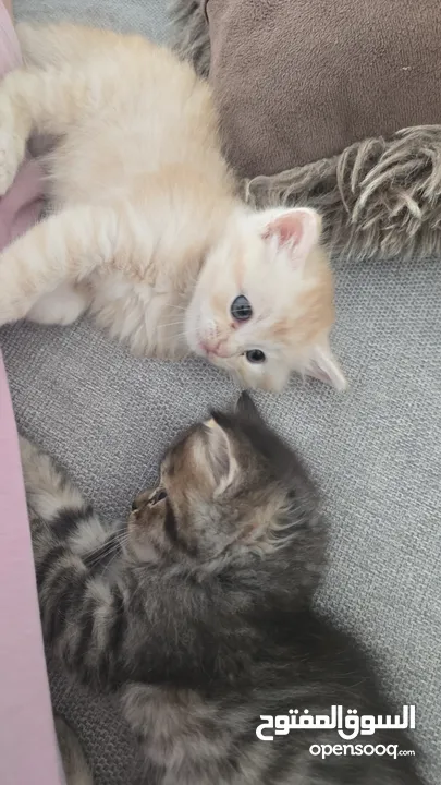 Persian kittens