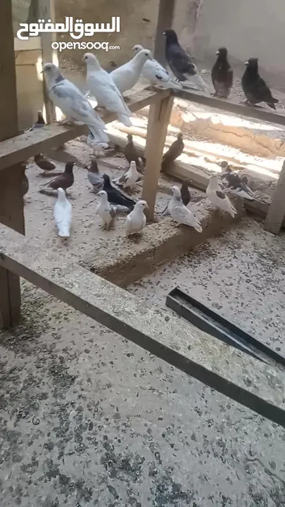 حمام بلدي نظيف شغال 100%  ااااااااااااالجوز على 3.5 الله يبارك