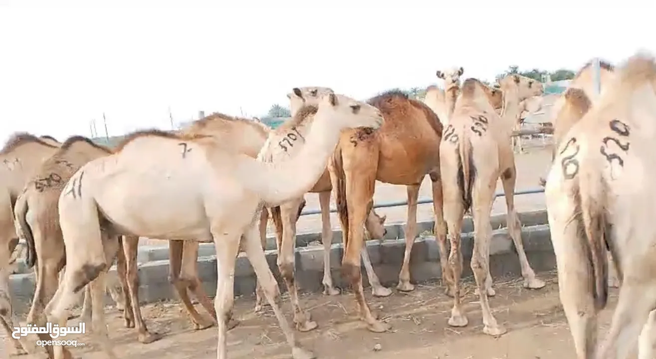 قعدان مراعي الجنوب مزرعه قرن الكبش كذلك يتوفر نص ذبيحه قعود