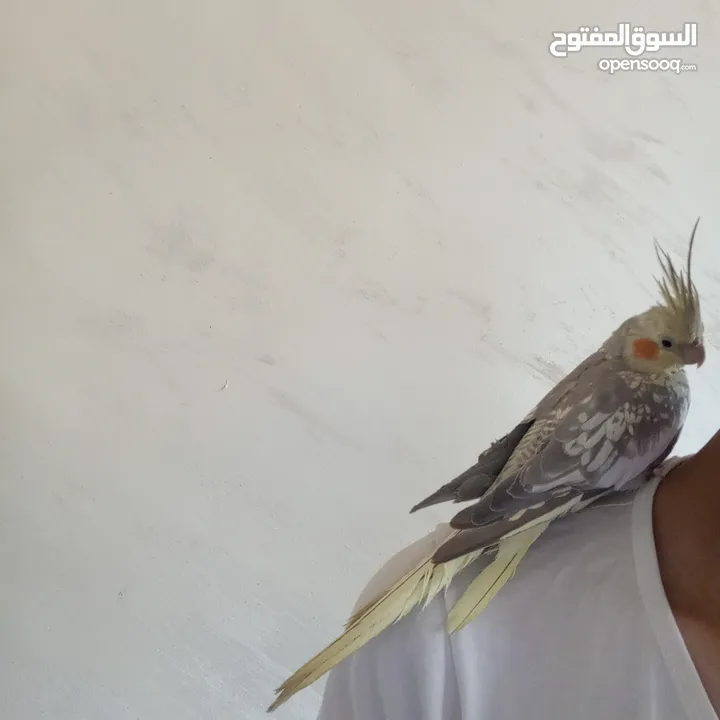 ذكر كوكتيل عمر 5 اشهر  البيع مع القفص