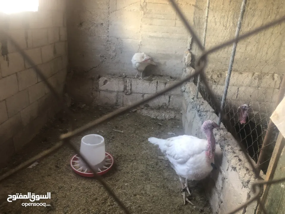 جوز حبش هولندي حجم جامبو ضخم
