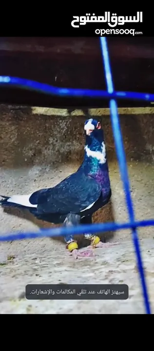حمام للبيع فحول زق وجوز بواز