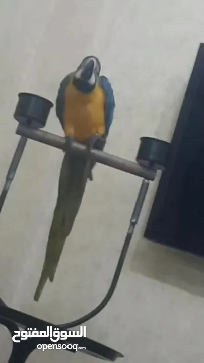 باقي اخر فرخ عمر 8 اشهر Blue and gold macaw اليف ومتكلم 5 كلمات للتواصل للجادين فقطططط