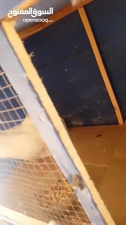 10 جواز حمام شغاله نخب مشكله مع فراخها بسعر حرق وممكن البدل