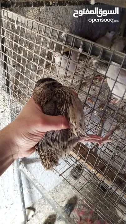 طيور الفري لونين ابيض و اسود اعمار مختلفة