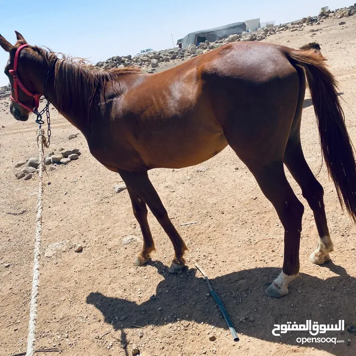 خيل لبيع العمر سنتين