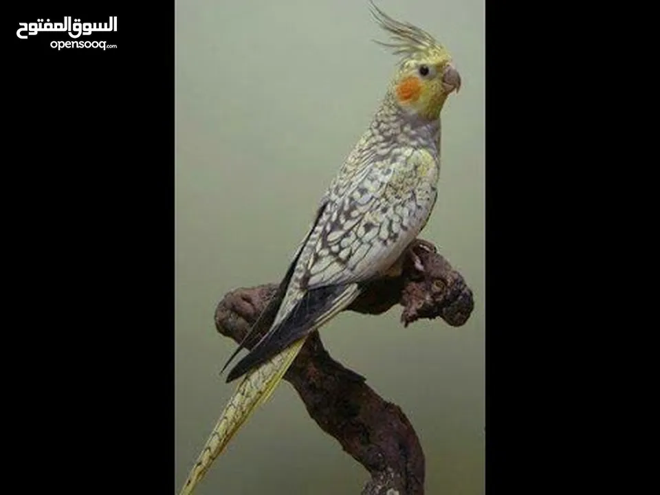 كوكتيل ازبيلا حبات نخب أليفة جدا اقرأ الوصف
