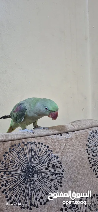 متوة نثية نيبالية أليفة ومتكلمة