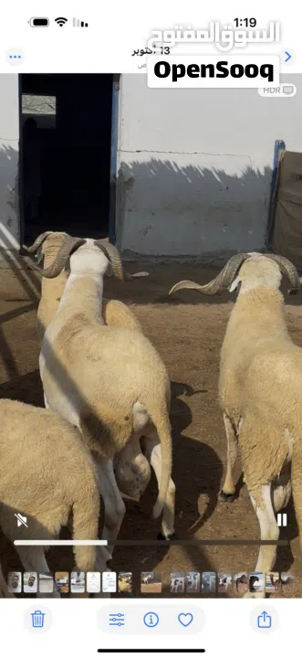 خروف السردي المغربي