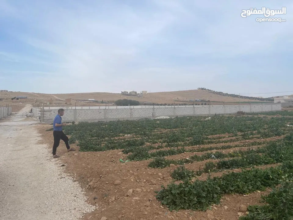 ارض زراعية في بلعما للبيع مساحتها 3500 متر