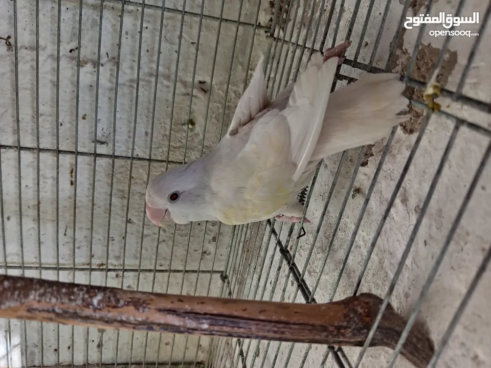 طور روز  ألوان بتجنن الله يبارك لصاحب النصيب. روز البينو عين حمرا. البينو بيور من انناحي
