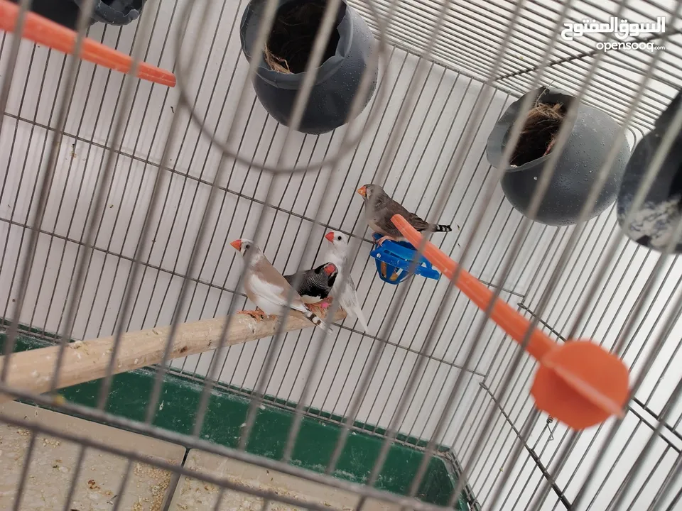 جوزين فنجز  طفرات حلوه