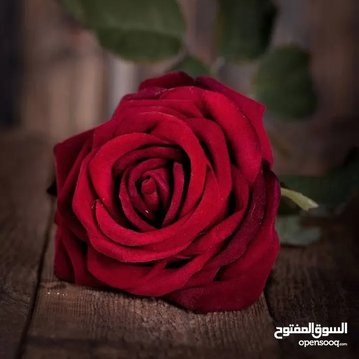 عائله ارانب