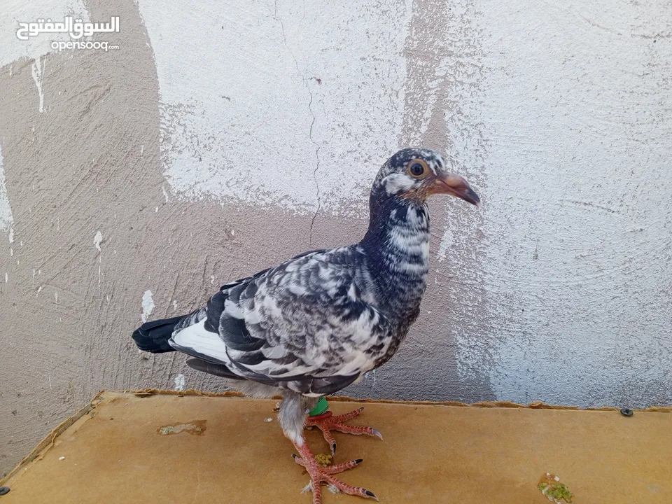 جوز كشامره مع فراخهن مع القن والمشربيه للبيع ب12دينار