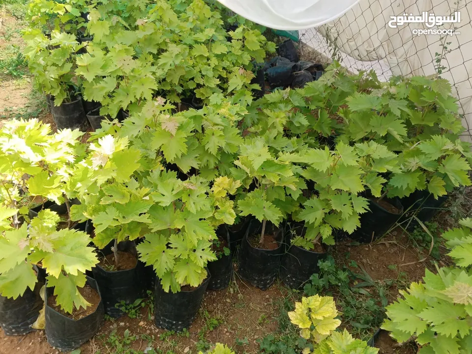 اشتال عنب بلدي وشامي للبيع