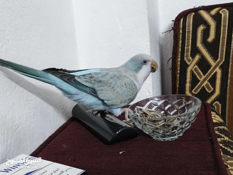 ببغاء كويكر. و دره. و فراخ دره و كويكر  تابع وصف طيور بسعر حرق