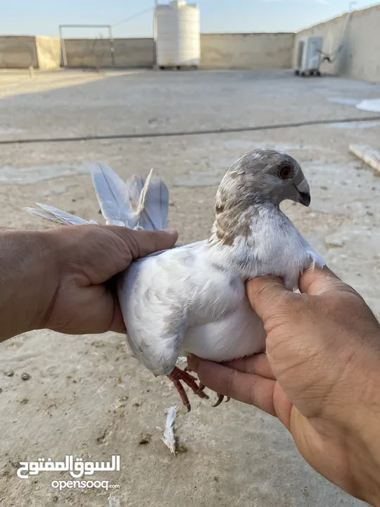كوم حمام للبيع