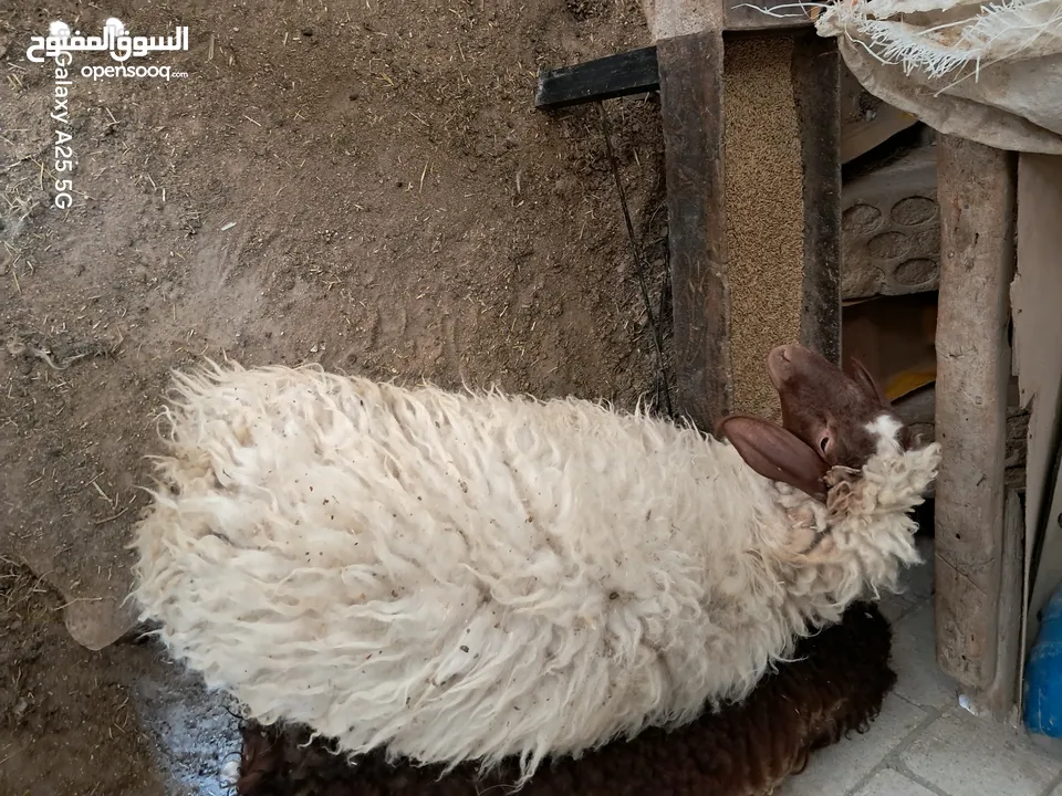 عبوره أسنان اللبن  للبيع  تنفع اضحيه او عقيقه او نذر