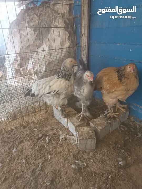 دجاج براهما