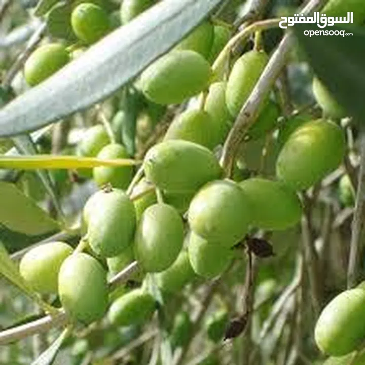 يا أهل ألأردن اللي واثف أن زيت زيتونه اصلي100%يجبلي تنكه ويحلف يمين ان زيته غير مغشوش وبدفع كاش فورآ